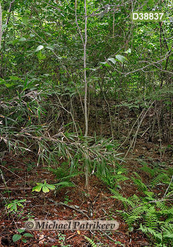 Southeastern Mixed Forests